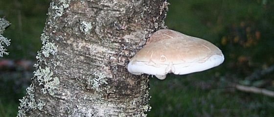 Witte plankzwam die op een boomstam groeit