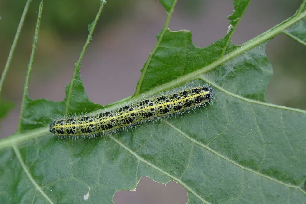 Geelgroene rups op een groen blad met zichtbare knaaggaatjes