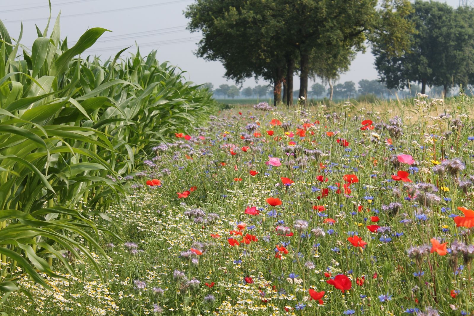 Een weide vol wilde bloemen met rode, witte en paarse bloemen naast groen gebladerte en bomen.