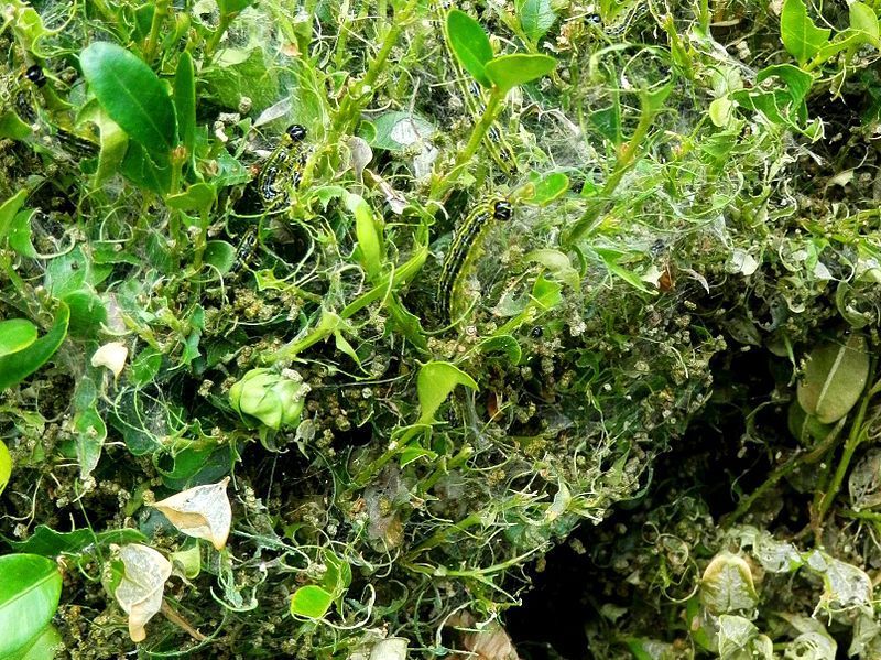 Close-up van een wirwar van groene waterplanten en algen die in het water drijven.