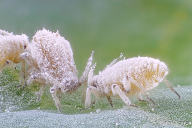 Twee bleke, pluizige insecten bedekt met rijp op een blad tegen een zachtgroene achtergrond.