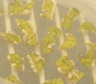 Kleine groene snoepjes in de vorm van kikkers op witte stokjes in een doorzichtige verpakking.