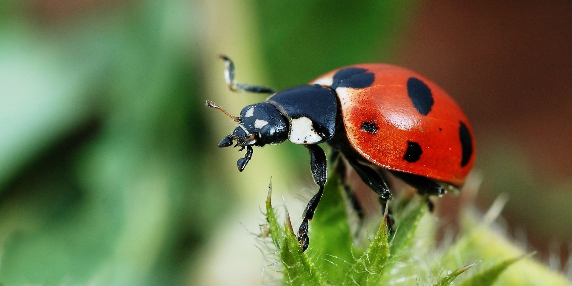 Close-up van een rood-zwart lieveheersbeestje op groen gras.