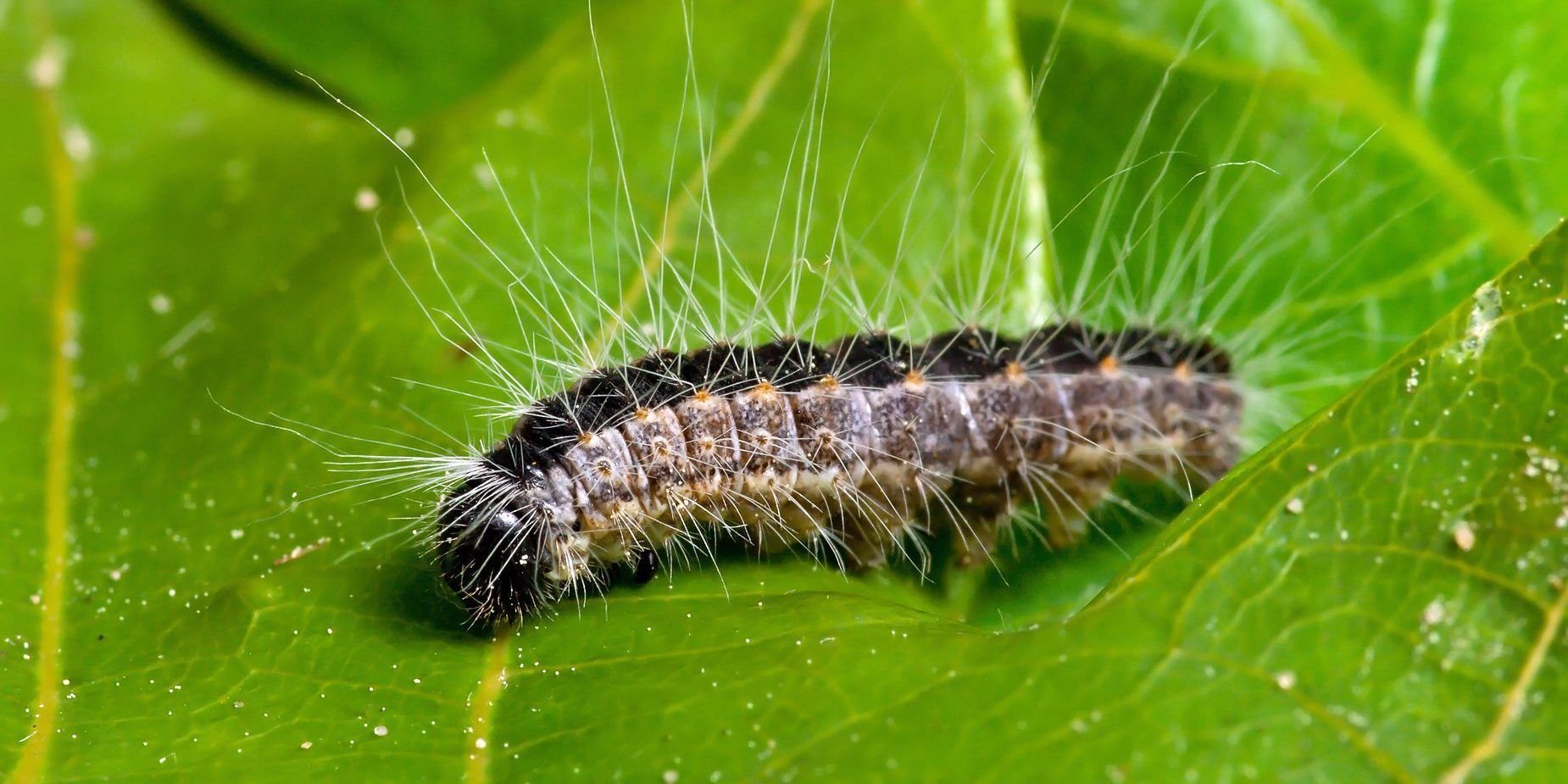 Zwarte rups op een groen blad met fijne witte haartjes.