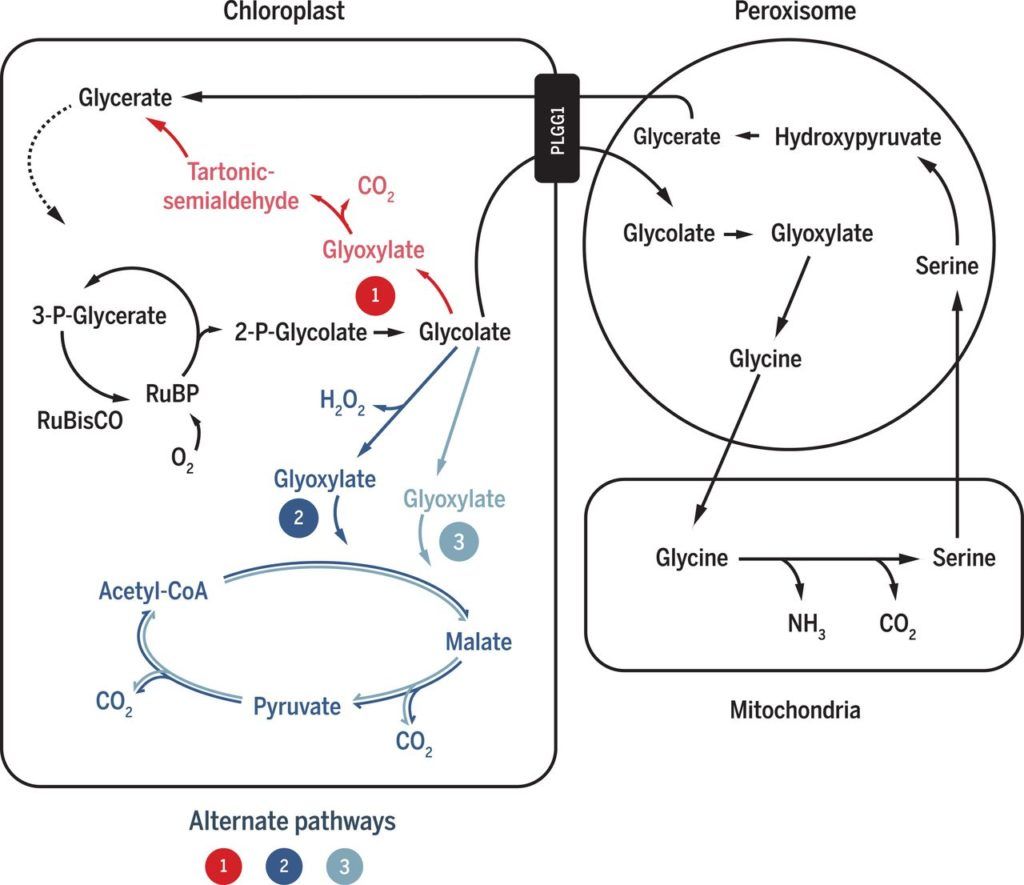 Diagram van de fotorespiratiepaden tussen chloroplasten, peroxisomen en mitochondriën met gelabelde metabolieten en pijlen.