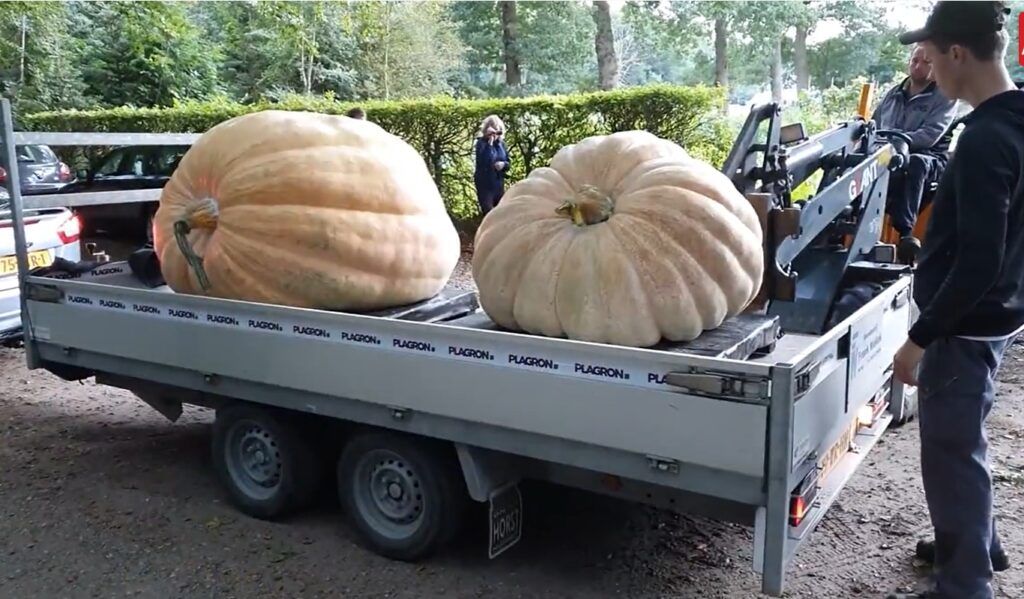 Een platte aanhanger met twee gigantische pompoenen op een buitenevenement, met mensen en een voertuig in de buurt.
