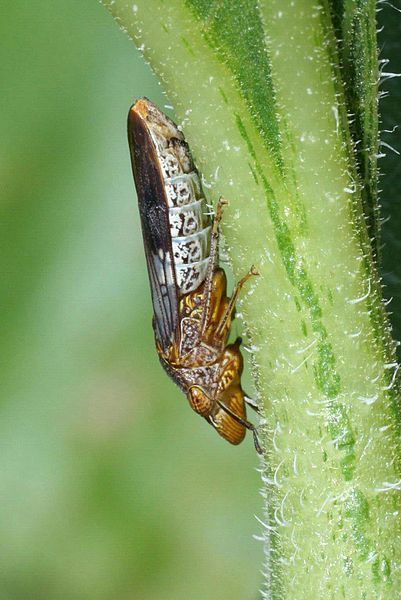 Klein bruin insect dat zich vastklampt aan een groene plantenstengel, zijaanzicht