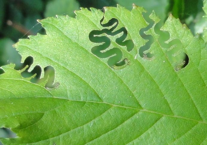 Groen blad met verschillende donkere, kronkelende sporen van mineervliegen.