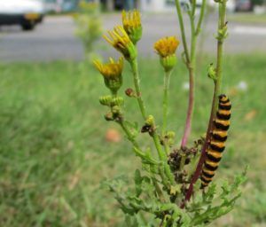 Zwart-geel gestreepte rups op een groene plant met gele bloemen in de buitenlucht