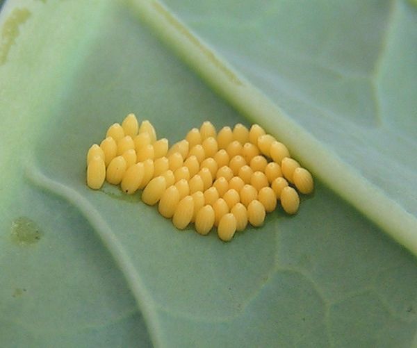Een groepje gele insecteneitjes aan de onderkant van een groen blad.