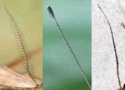 Drie zaadhoofden van dichtbij gefotografeerd tegen een wazige beige, groene en witte achtergrond.