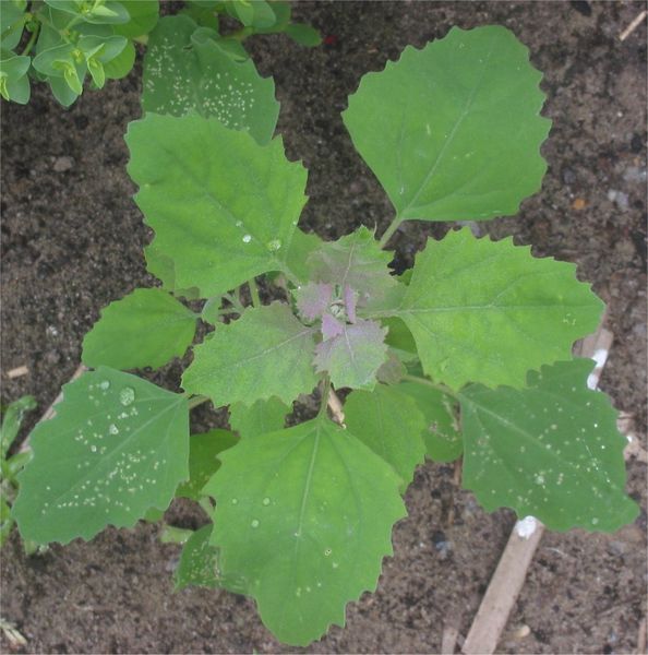 Een groene, bladerrijke plant die in de grond groeit, met een klein stokje ernaast.