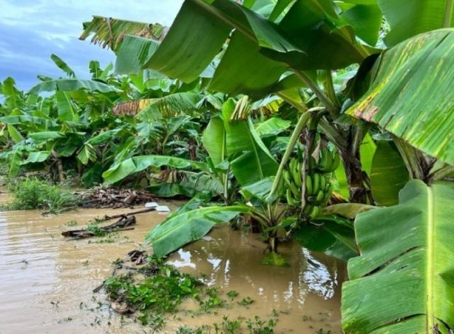 Overstroomde bananenplanten langs een modderige weg in een weelderig groen tropisch gebied.