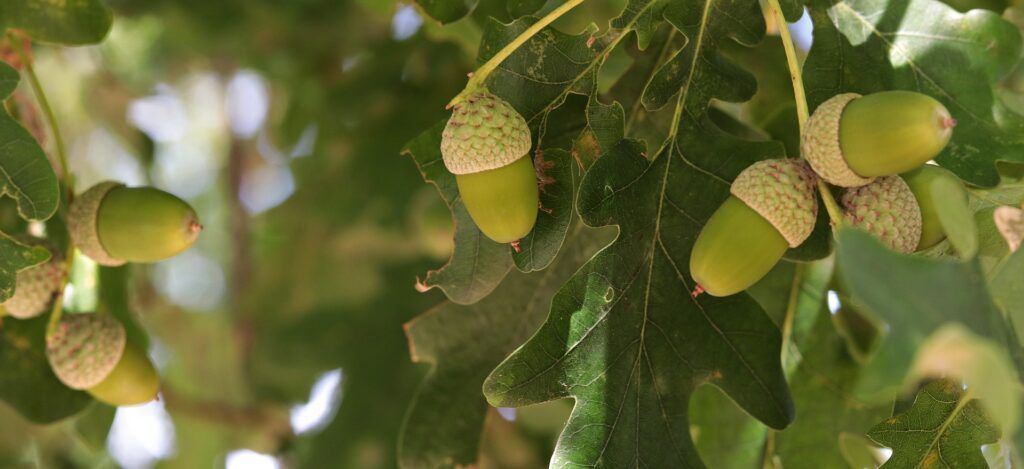 Groene eikels hangen aan een eikentak tussen zonovergoten bladeren.