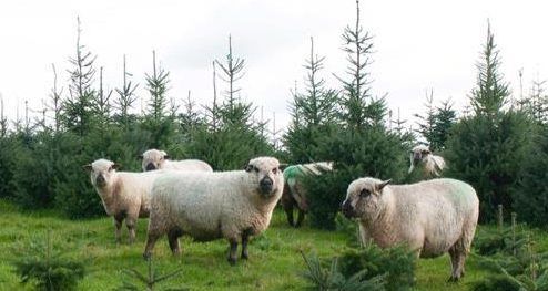Schapen grazen in een grasveld met jonge dennenbomen op de achtergrond.