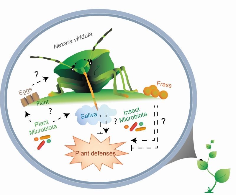 Diagram van een groen insect dat zich voedt met een plant, met labels voor speeksel, uitwerpselen, microben en plantenafweer.
