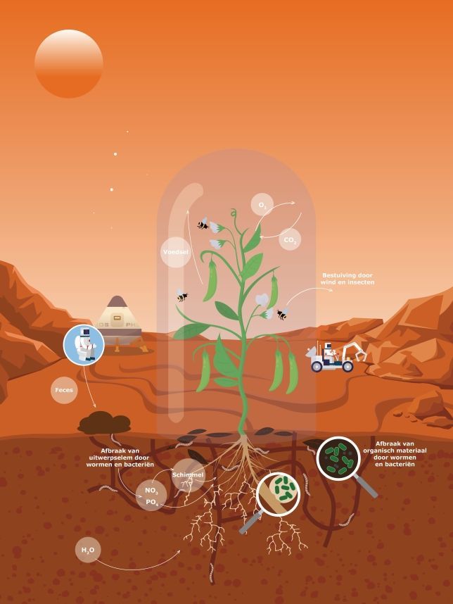 Infographic van een woestijnplant met wortels, microben en waterkringloop onder een oranje hemel.