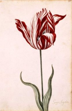 Rood-wit gestreepte tulp met groene bladeren op een lichtgekleurde achtergrond
