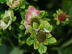 Close-up van groene en roze bloemknoppen aan een bladrijke plant.