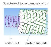 Diagram van het tabaksmozaïekvirus met opgerolde RNA- en eiwitsubeenheden in een staafvorm.