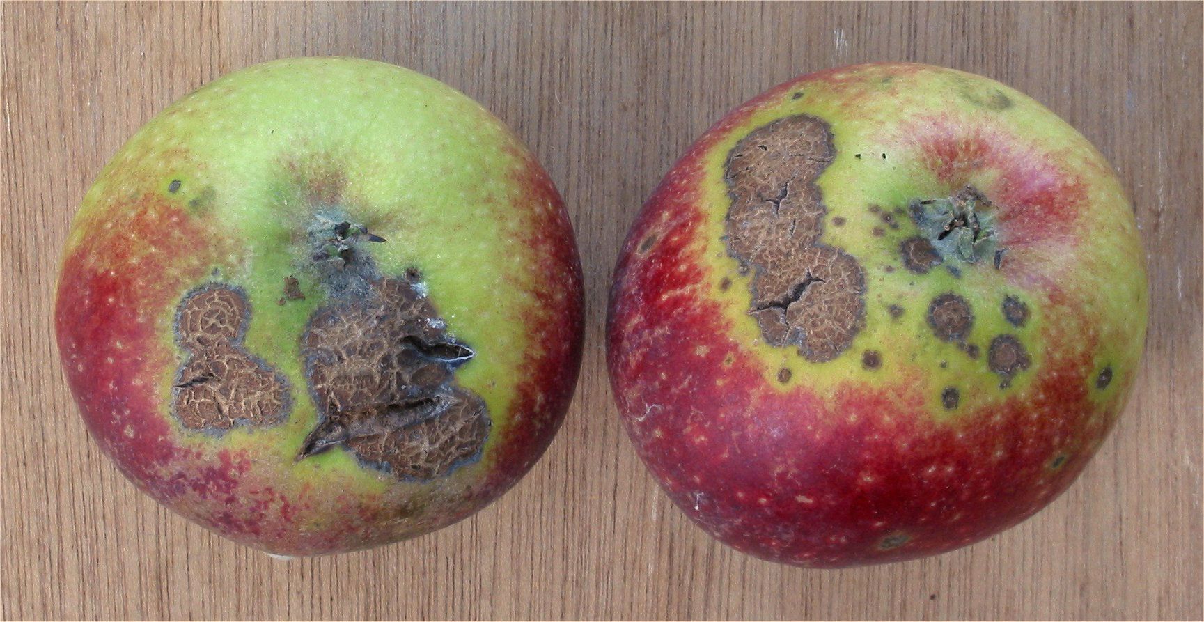 Twee appels met donkere, rotte plekken op een houten ondergrond.