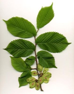 Groene, gekartelde bladeren aan een takje tegen een witte achtergrond, met enkele beschadigde bladeren aan de basis.