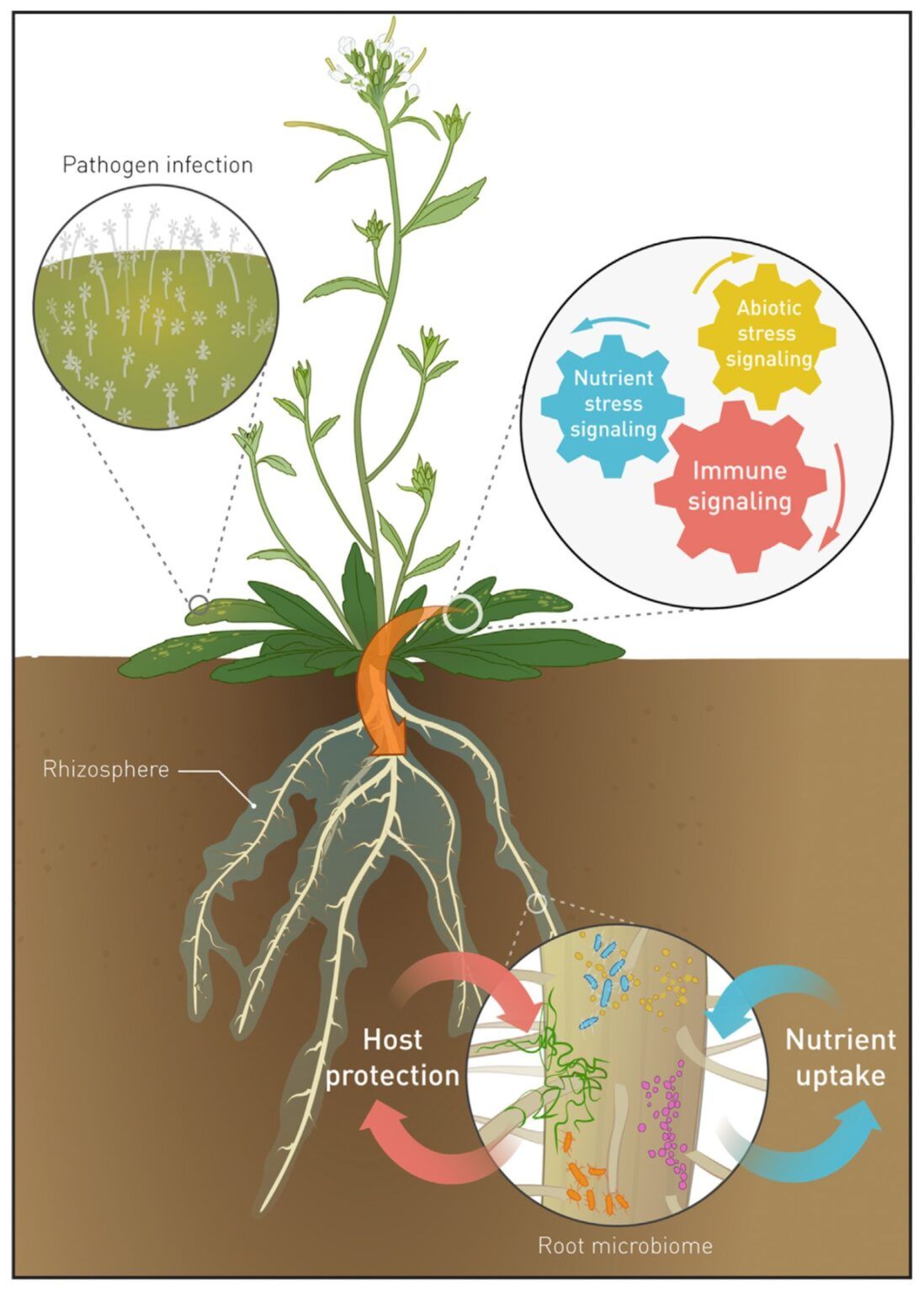 Planten met wortels in de grond en kenmerken zich door insectenbestrijding, bestuiving en opname van voedingsstoffen.