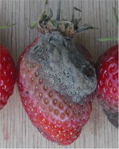 Een beschimmelde aardbei met grijze schimmel naast twee rijpe rode aardbeien op een houten ondergrond.