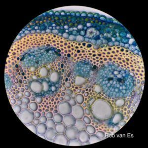 Microscopische dwarsdoorsnede van een plantenstengel met blauwgroene en lichtbruine celweefselringen.