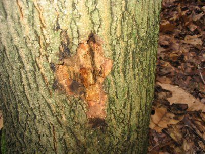 Close-up van een boomstam met een stuk ontbrekende bast waardoor oranje hout zichtbaar is.