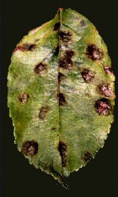 Groen blad met donkerbruine vlekken en oneffenheden op een zwarte achtergrond