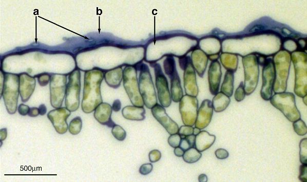 Gelabelde microscopische dwarsdoorsnede van bladweefsel met groene cellen en een schaalbalk van 500 µm.