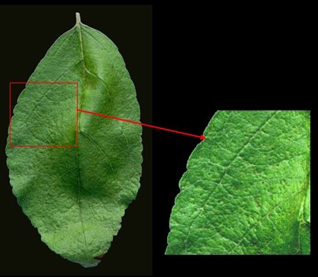 Groen blad met een ingezoomde close-up van het gestructureerde oppervlak.
