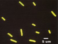 Gele staafvormige bacteriën op een donkere achtergrond met een schaalbalk van 5 µm.