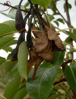 Bruine, verwelkte bladeren hangen tussen het groene loof aan een plantentak.