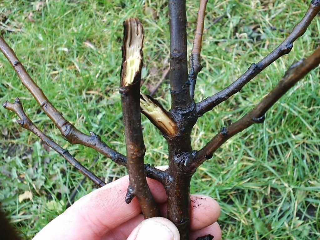Hand die een afgebroken tak van een jonge boom vasthoudt, met blootliggend hout in het gras.