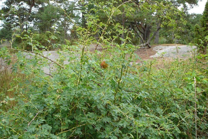 Dichte groene struiken langs de weg met een rotsachtige berm en bomen op de achtergrond.