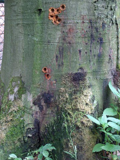 Close-up van een met mos begroeide boomstam met kleine oranje paddenstoelen en groene bladeren aan de voet.
