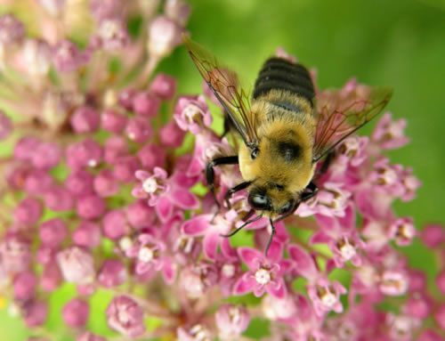 Bij op roze bloemen met een wazige groene achtergrond.
