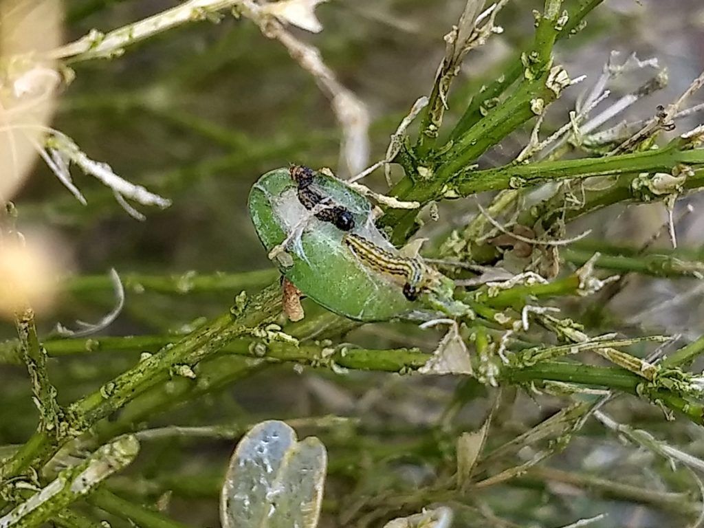 Groene kikker gecamoufleerd tussen nat gras en takjes vlakbij het water.