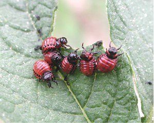 Een groepje rood-zwarte insectenlarven voedt zich met een groen blad.
