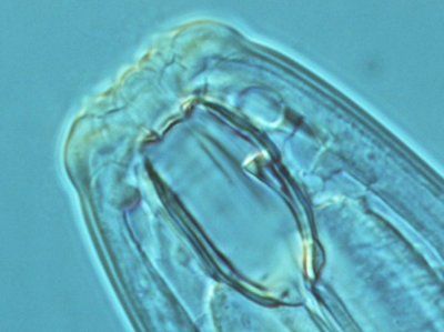Microscopische close-up van een doorschijnende blauwe insectenkop met zichtbare monddelen.