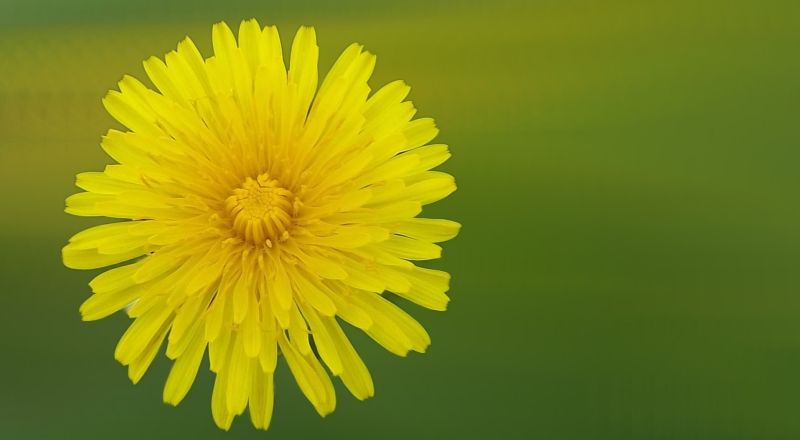 Gele paardenbloem tegen een wazige groene achtergrond