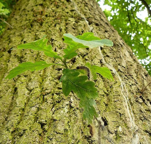 Groene wijnranken klimmen langs een ruwe boomstam omhoog tegen een bladerrijke achtergrond.