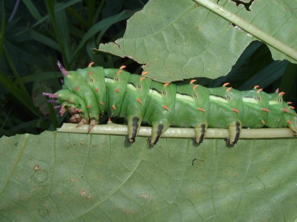 Groene rups met roze stekels op een blad