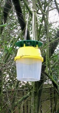 Geelgroene hangende insectenval in dicht gebladerte buiten