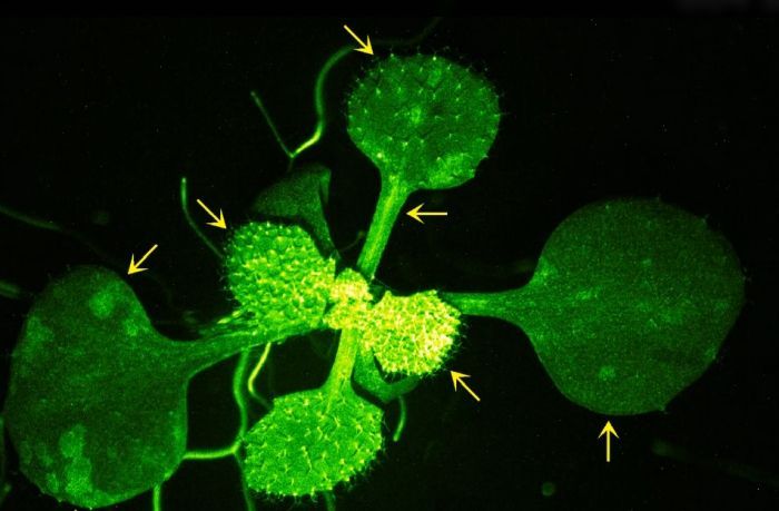 Groene fluorescerende plantencellen met gele pijlen die vertakkingsstructuren markeren op een zwarte achtergrond.