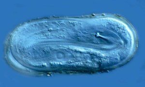 Een blauw microscopisch ovaalvormig organisme drijft op een blauwe achtergrond.