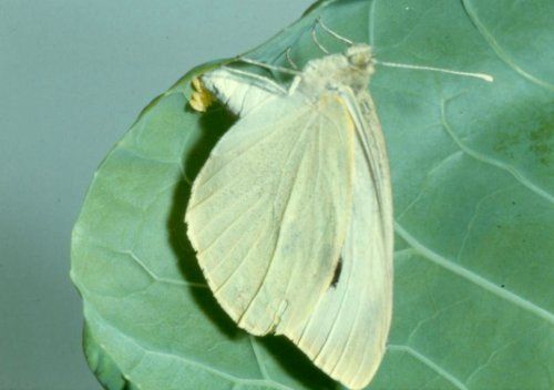 Een lichtgele vlinder rust op een groen blad, met gesloten vleugels.