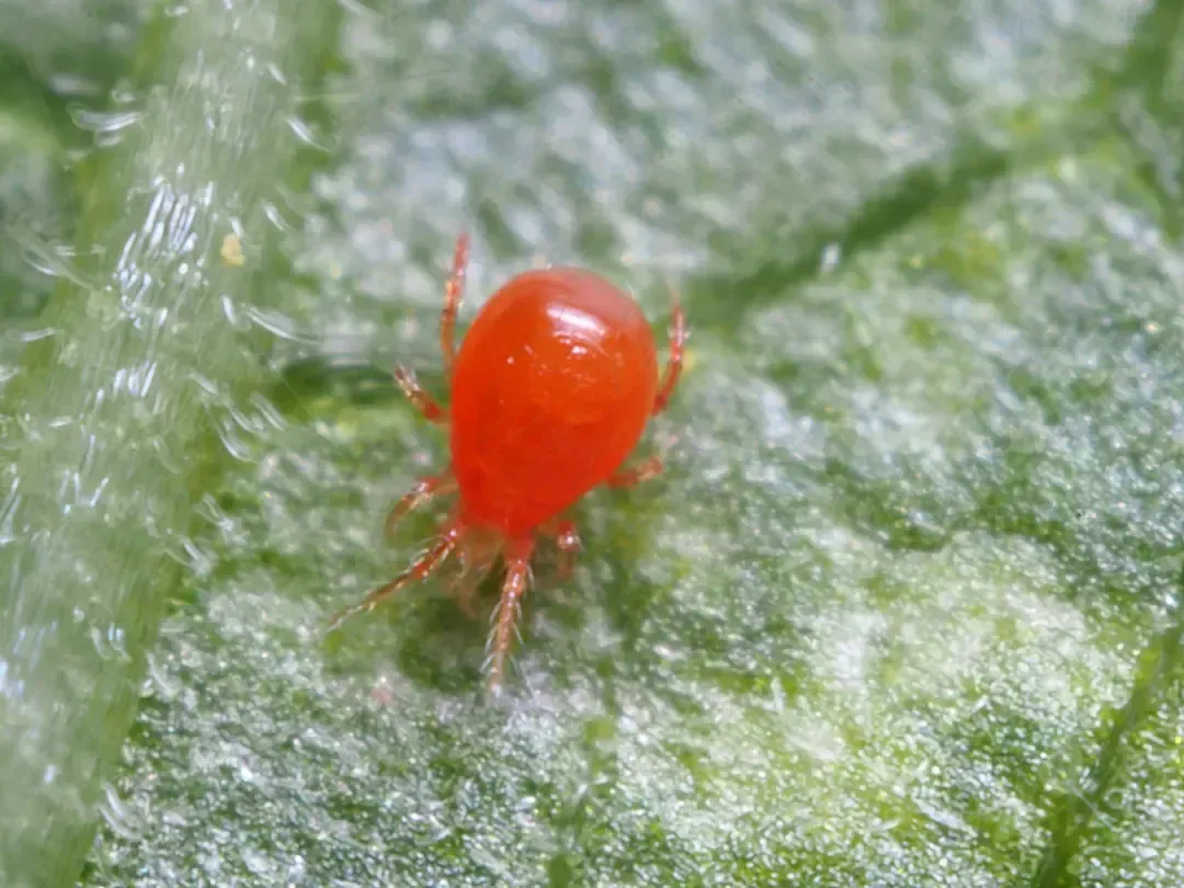 Een felrode mijt op een groen blad, van dichtbij.